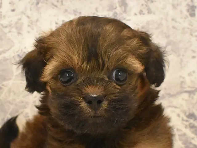 埼玉県のハーフ犬・ミックス犬 (ペッツワン本庄早稲田店/2025年3月29日生まれ/女の子/レッド)の子犬